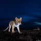 Illustration for article titled 13 Sensational Camera Trap Photos of African Animals At Night